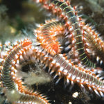 Fireworms bristle worms in a reef tank