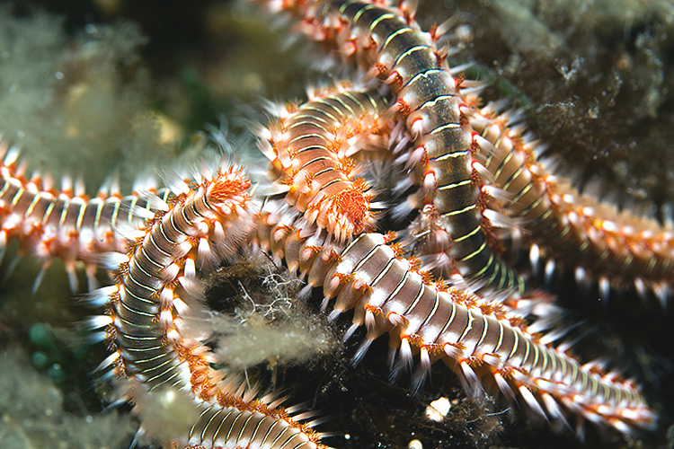 The Creepy Side of Reef Tanks – Understanding Bristle Worms.