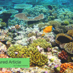 Coralline algae natural reef.