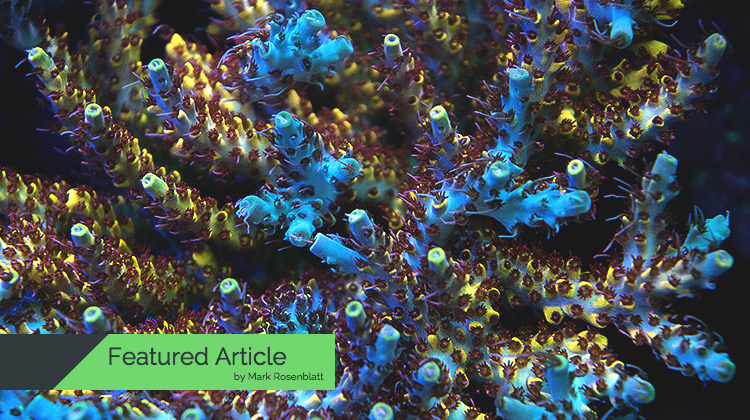 The Ultimate Guide How To Successfully Grow Beautiful SPS Corals.