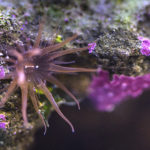 Aiptasia Anemone on a rock in a reef tank