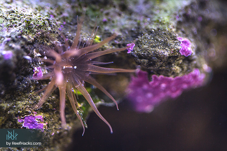 How To Kill Aiptasia Anemones – Essential Extermination Guide.