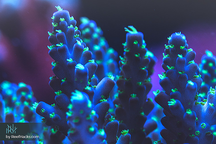 ReefHacks | Corals Collection.