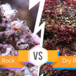 Live Rock vs Dry Rock Reef Tank