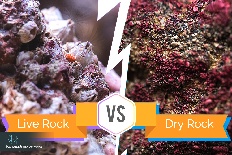 The Great Aquascaping Debate – Live Rocks vs. Dry Rocks.