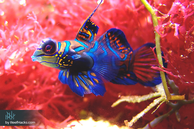 The Ultimate Mandarin Goby Fish Care Manual – Tips & Hacks.