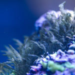Bryopsis Algae Reef Tank