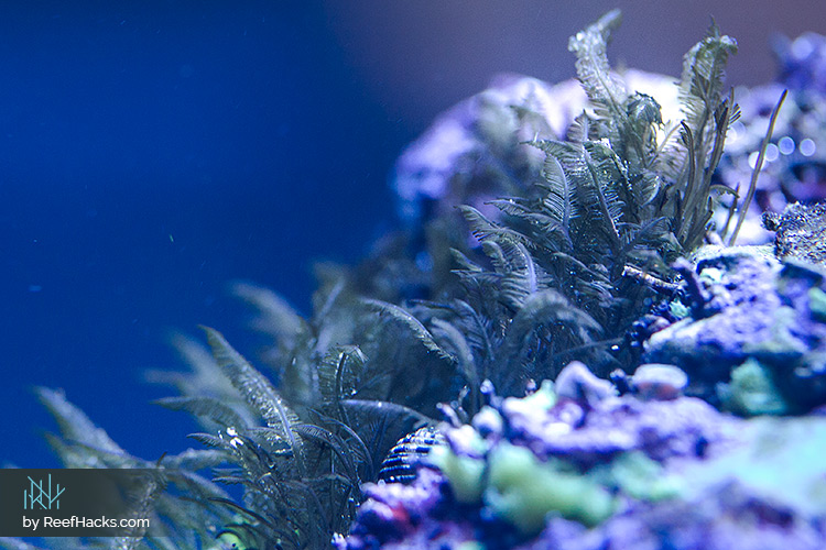 The Ultimate Reef Tank Bryopsis Cure – Essential Info, Tips & Tricks
