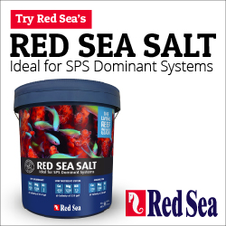 Red Sea Salt