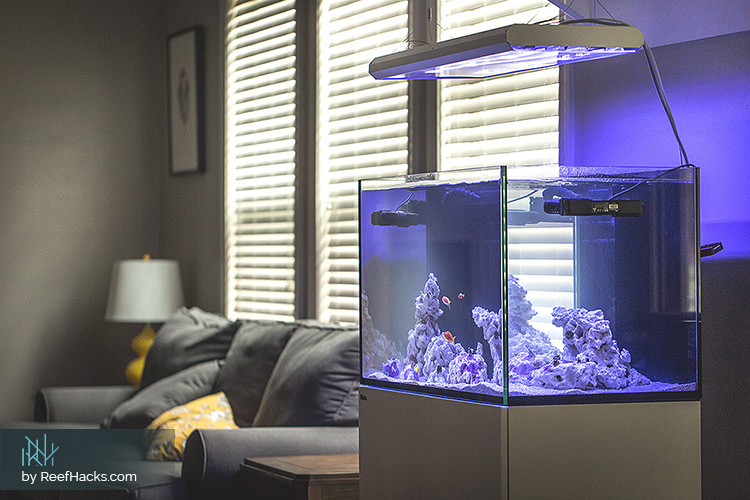 How To Find Your Perfect Reef Tank – Essential Guide for Beginners.