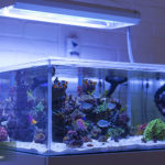 Aquascape Shallow Reef Tank