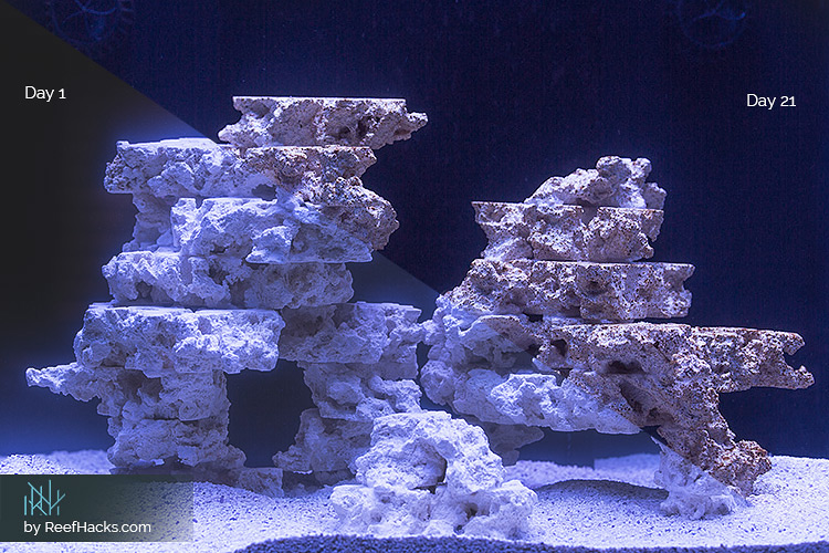 Ultimate Guide: How To Cycle a Tank for a Strong & Healthy Watery World