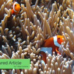 Clownfish Care Guide