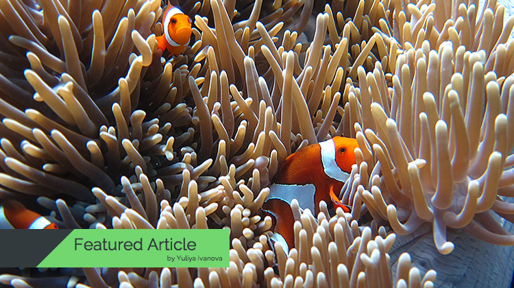 Clownfish Spotlight – A Complete Care Guide With Tips How to Keep This Beautiful Fish In Your Reef Tank.