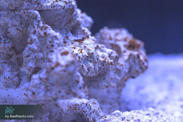 View of Ultimate Guide: How To Cycle a Tank for a Strong & Healthy Start