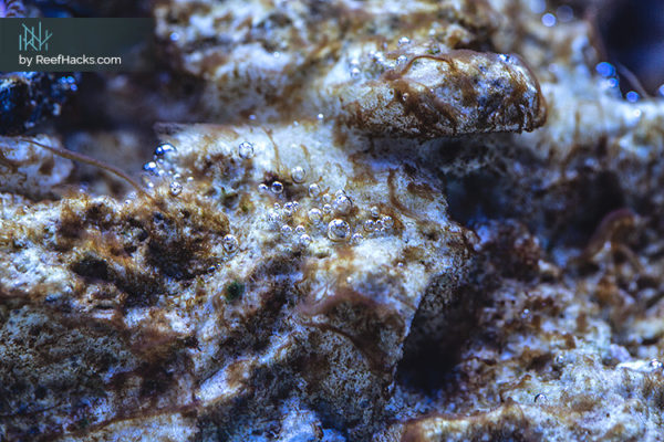 View of Ultimate Guide: How To Cycle a Tank for a Strong & Healthy Start