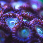 Zoanthids