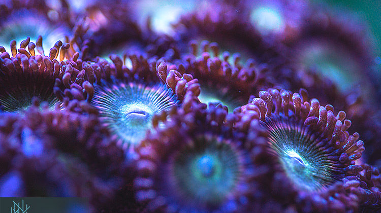 Zoanthids