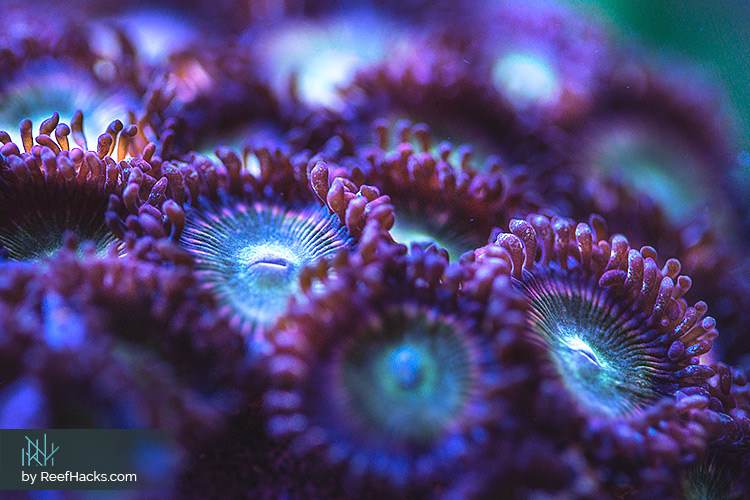 Ultimate Zoanthids Coral Hacking Guide for New and Experienced Reefers.