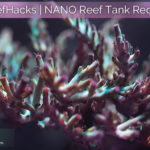 Featured_Nano_Reef