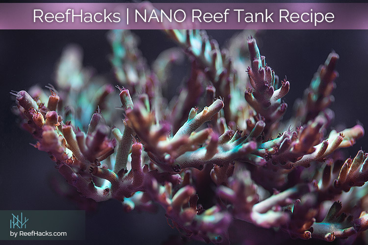 Reef Hacks Nano Reef Tank Guide - Our Recipe for Success.