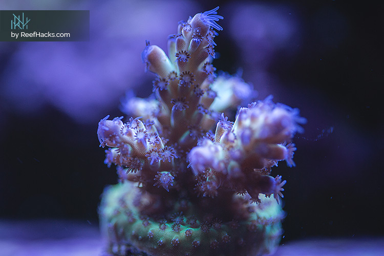 REEFER170_ReefHacks_005