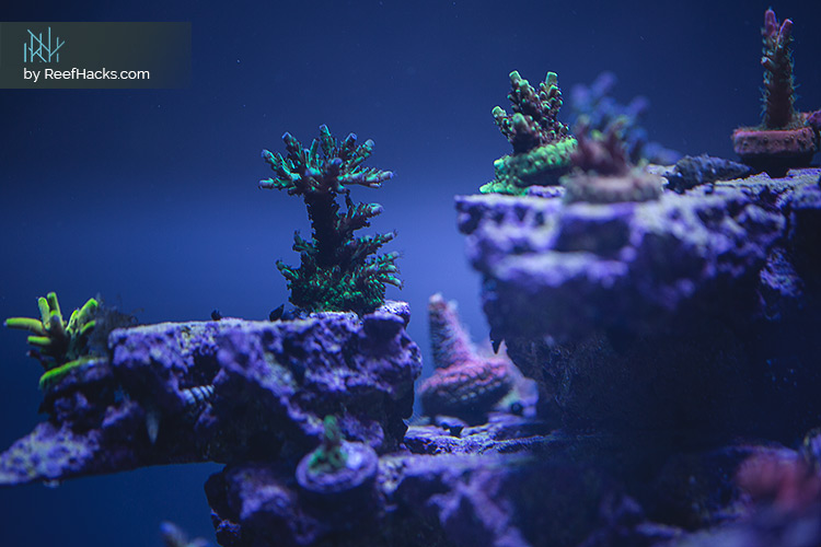 REEFER170_ReefHacks_CloseUP_001