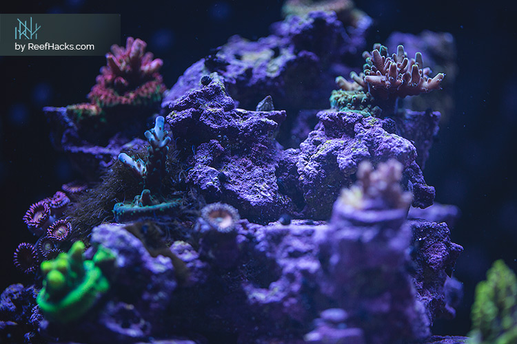 REEFER170_ReefHacks_CloseUP_002