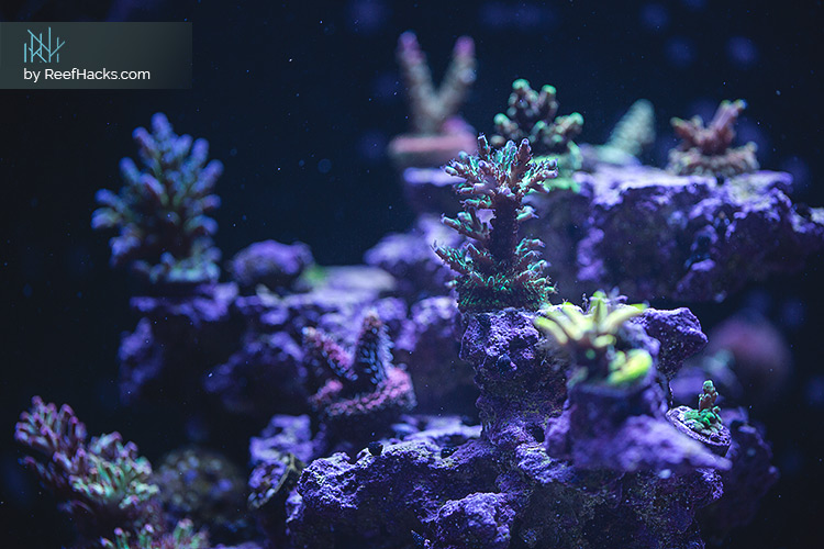 REEFER170_ReefHacks_CloseUP_003