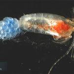 Copepod