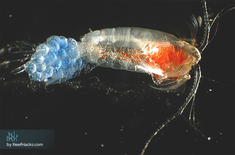 The Smallest Hack for the Biggest Results: Reef Hacks Guide to Copepods.