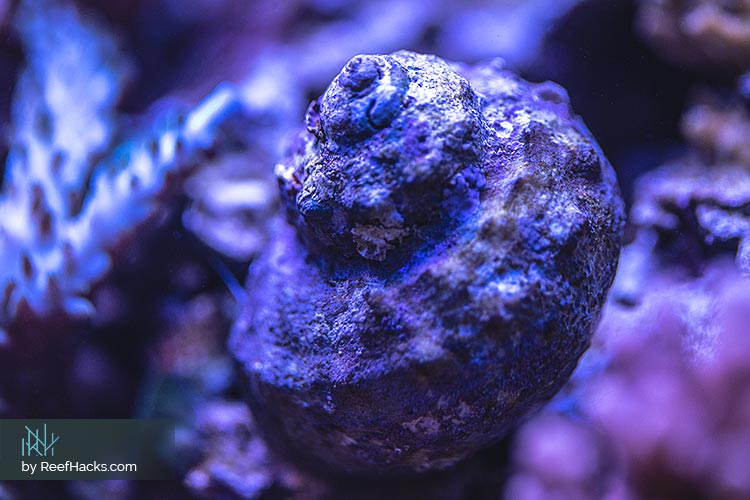 Full Guide – Reef Tank Cleaning Hack: Hire a Dedicated Clean Up Crew (CUC).