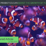 Growth Hack - New unique blend of probiotics growth promoter for fish.