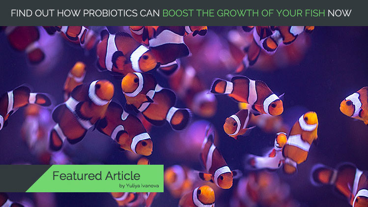 Fish Food Probiotics for Marine Creatures – Boost the growth of your fish today!