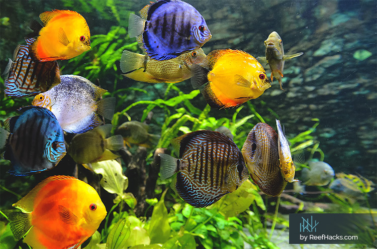 15  Colorful Freshwater Fish & Pretty Aquarium Fish For Your Family.