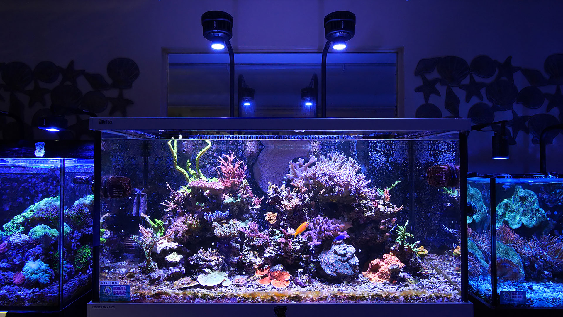 respons kvælende tælle Kessil A500X: Best LED Light for Deep Tanks with SPS Corals